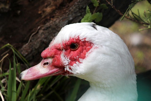 尽管转会通 尽管转会通